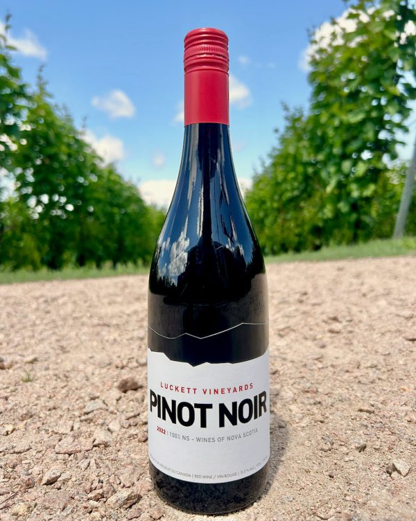 Pinot Noir For Cheap